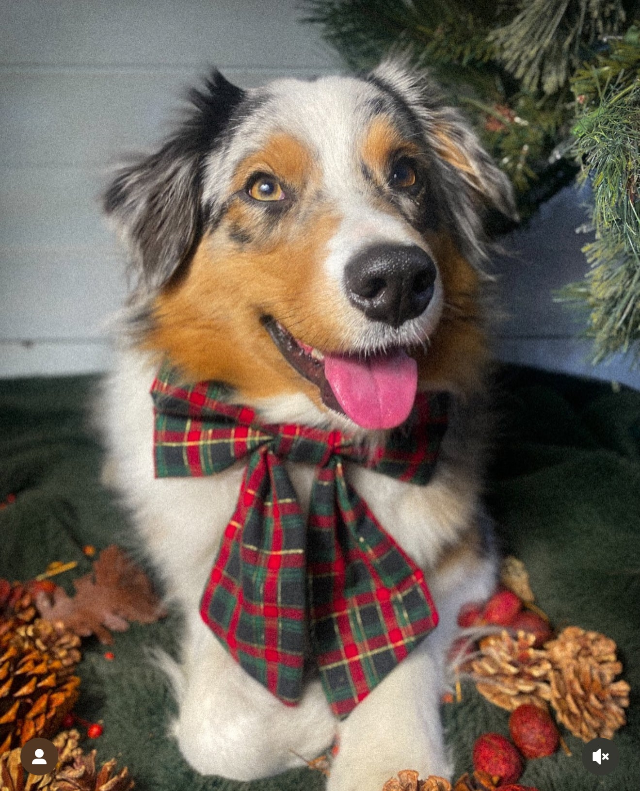 Deck the Halls