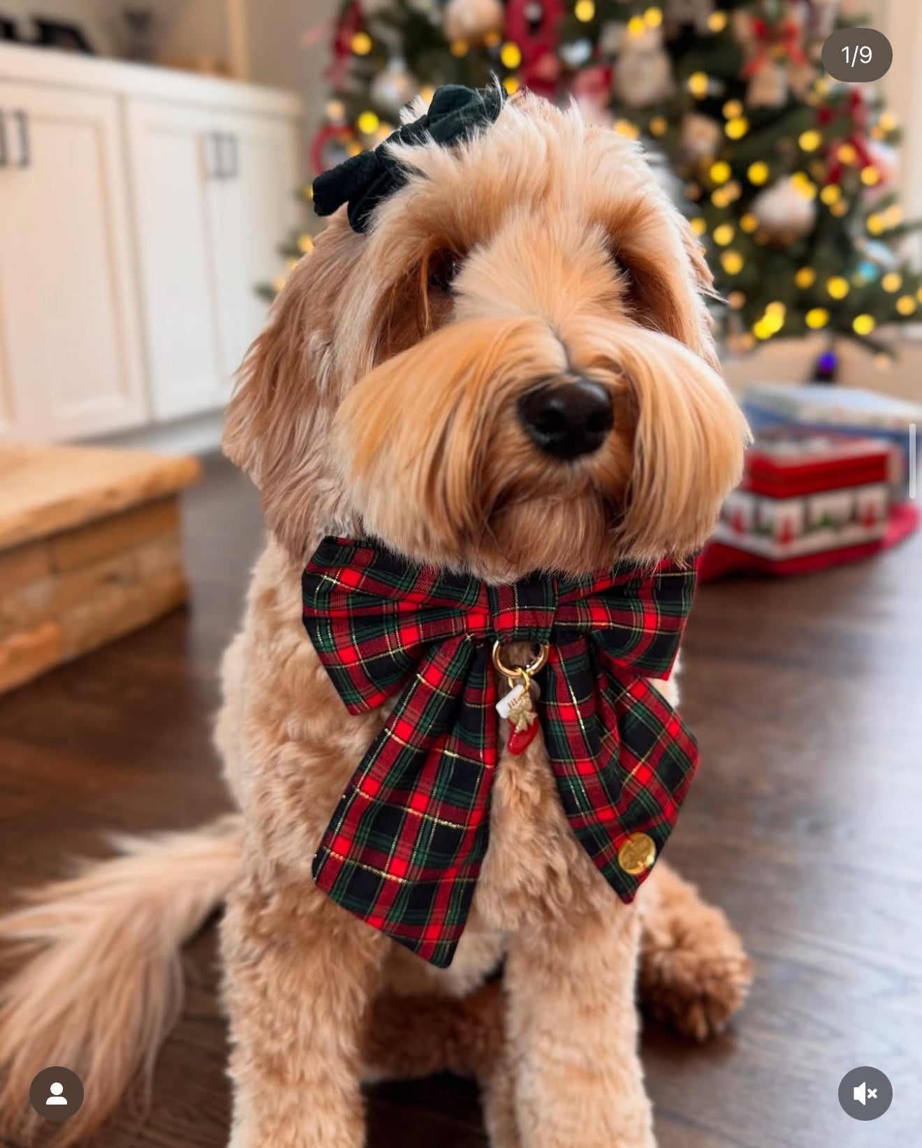 Deck the Halls